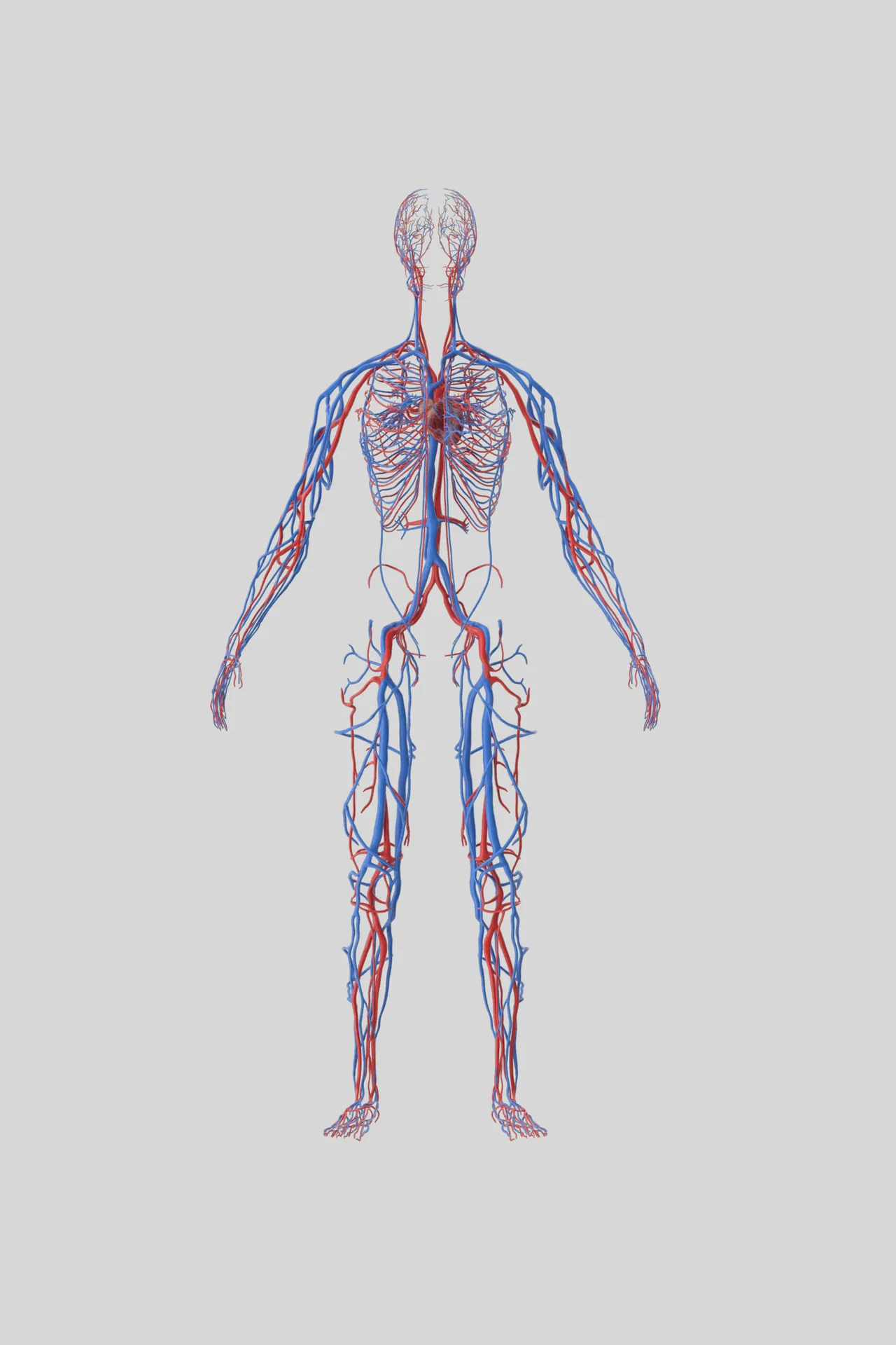Chirurgia vascolare / Angiologia